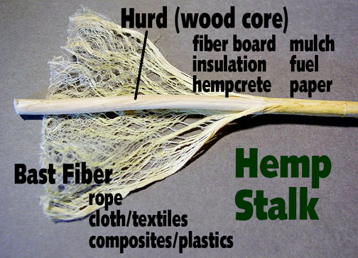 Parts of a Hemp Stalk